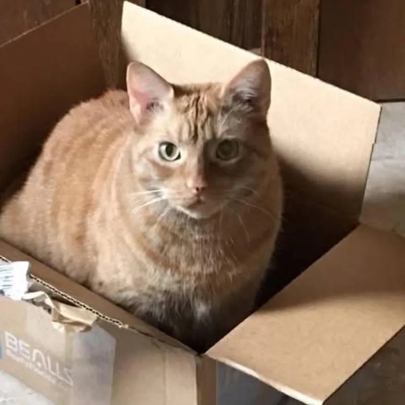 A senior large-sized female Orange / Red Domestic Short Hair cat named Apricot for adoption in Jupiter, FL