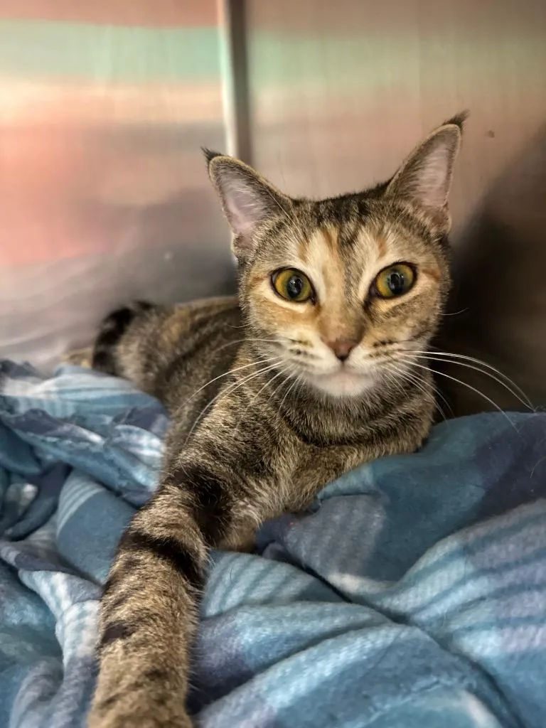 A young small-sized female Domestic Short Hair cat named Tamale for adoption in Belton, TX