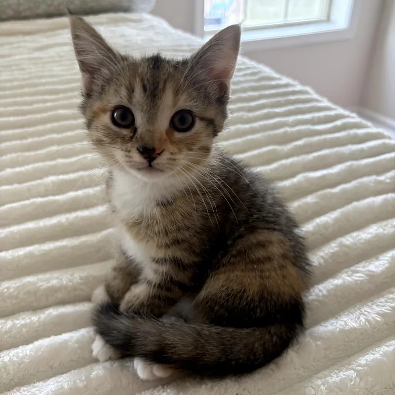A baby small-sized female Calico Domestic Short Hair cat named Prudence for adoption in Lexington, KY
