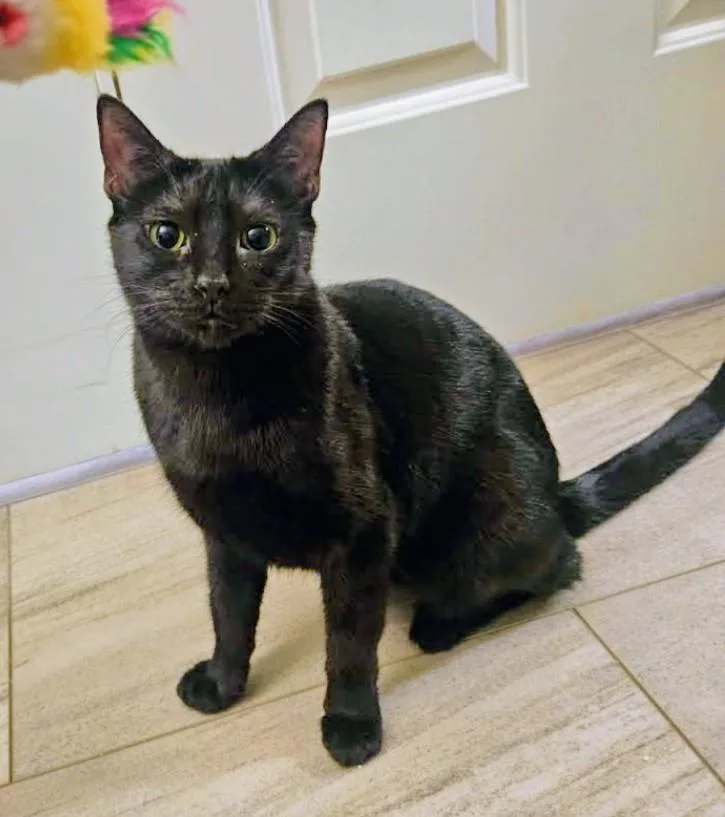 An adult large-sized female Black Domestic Short Hair cat named Mona for adoption in Tucson, AZ