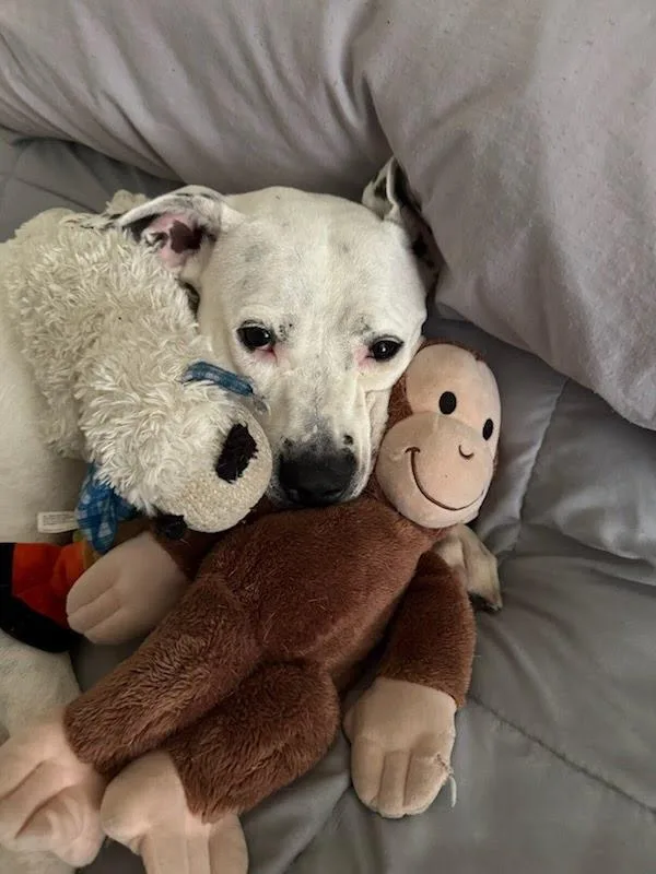 A young large-sized female American Staffordshire Terrier dog named Nova for adoption in Weston, FL