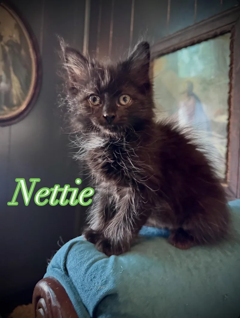 A baby medium-sized female Black Domestic Long Hair cat named Nettie for adoption in Avoca, PA