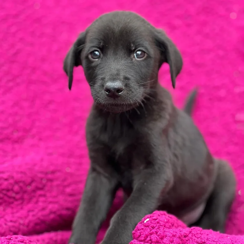 A baby large-sized male Labrador Retriever dog named Windy Pup  Wild for adoption in San Diego, CA