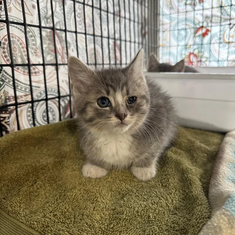 A baby small-sized male Gray / Blue / Silver Domestic Short Hair cat named Hypnos for adoption in Milford, IA
