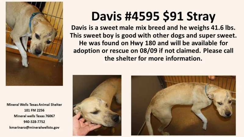 An adult large-sized male Terrier dog named Boscoe for adoption in Mineral Wells, TX