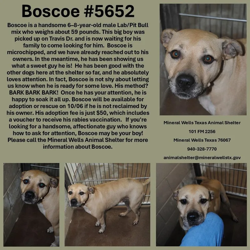 Boscoe thumbnail 2