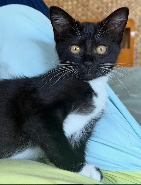 A baby medium-sized male Domestic Short Hair cat named Danny for adoption in Cumberland, ME