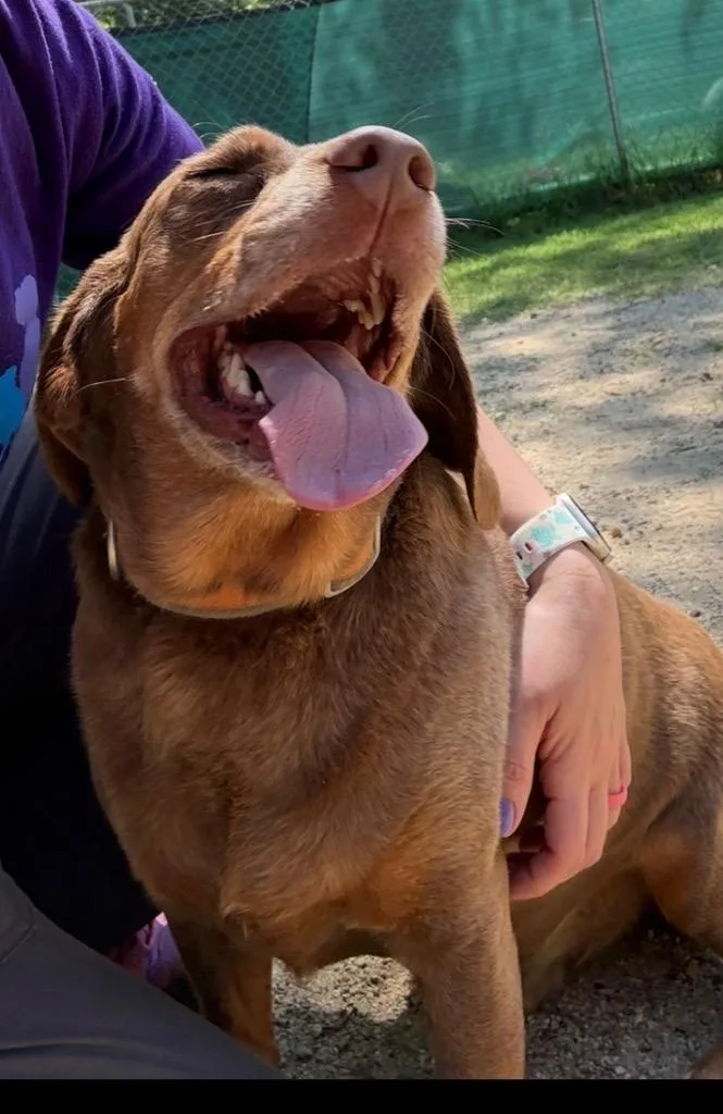 An adult medium-sized male Mixed Breed dog named Grasshopper for adoption in Hampton, VA