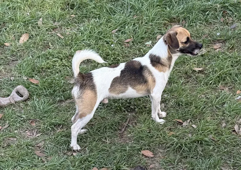 A young small-sized male Rat Terrier dog named Larry Handsome Boy! for adoption in Oakhurst, NJ