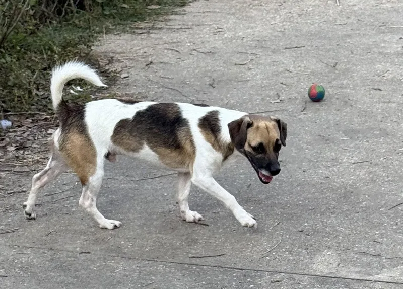 Larry Handsome Boy! thumbnail 2