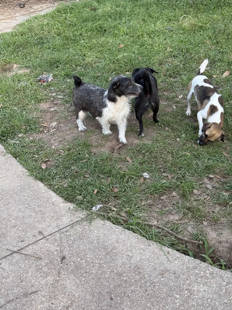 Larry Handsome Boy! thumbnail 3