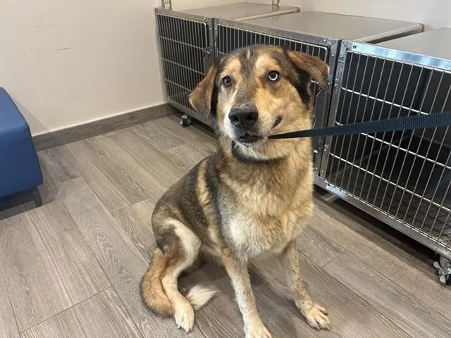 An adult large-sized male Siberian Husky dog named Canelo for adoption in Garland, TX