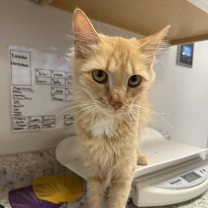 A young medium-sized female Domestic Medium Hair cat named Aphrodite for adoption in Rifle, CO