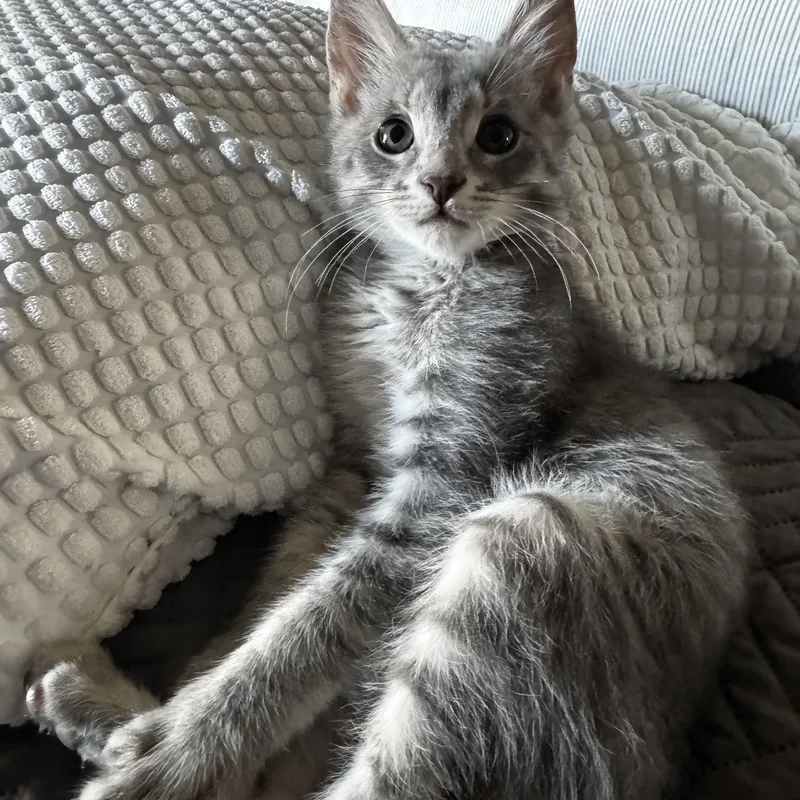 A baby small-sized male Domestic Short Hair cat named Pip for adoption in queen creek, AZ