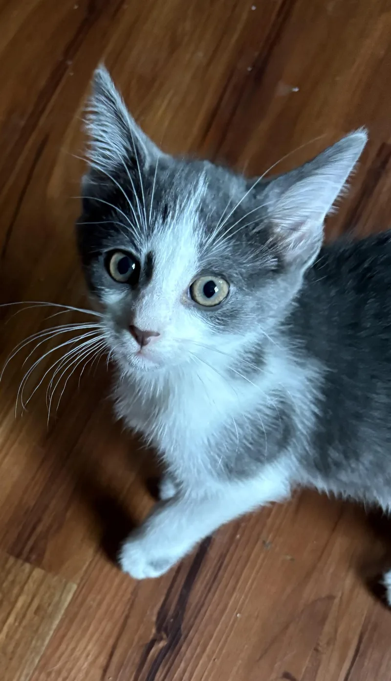 A baby medium-sized female Gray & White Domestic Short Hair cat named Ali for adoption in Wilmington, OH