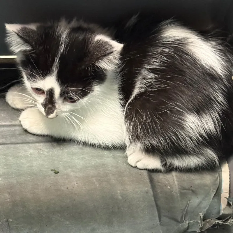 A baby small-sized male White Domestic Short Hair cat named Bailey for adoption in Birmingham, AL