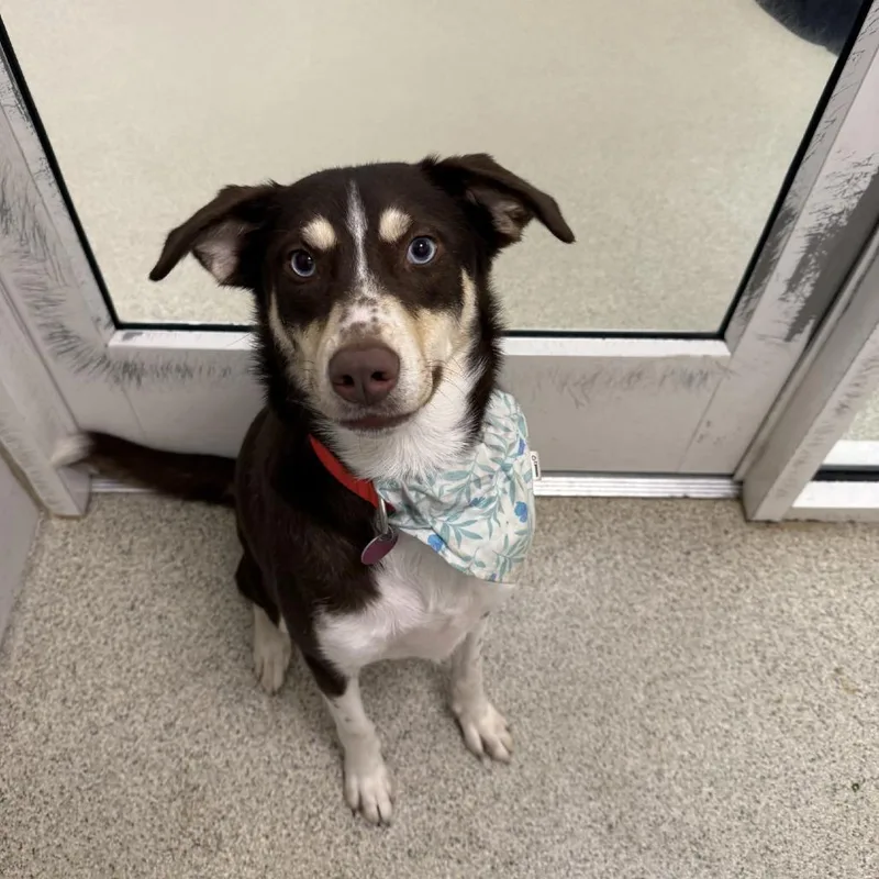 Brownie