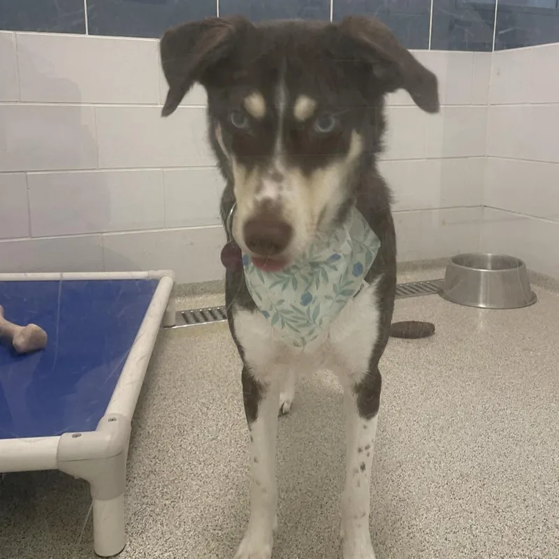 Brownie thumbnail 2