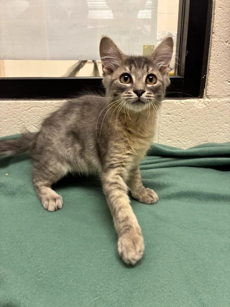 A baby medium-sized male Domestic Long Hair cat named Skippy for adoption in Madison, GA
