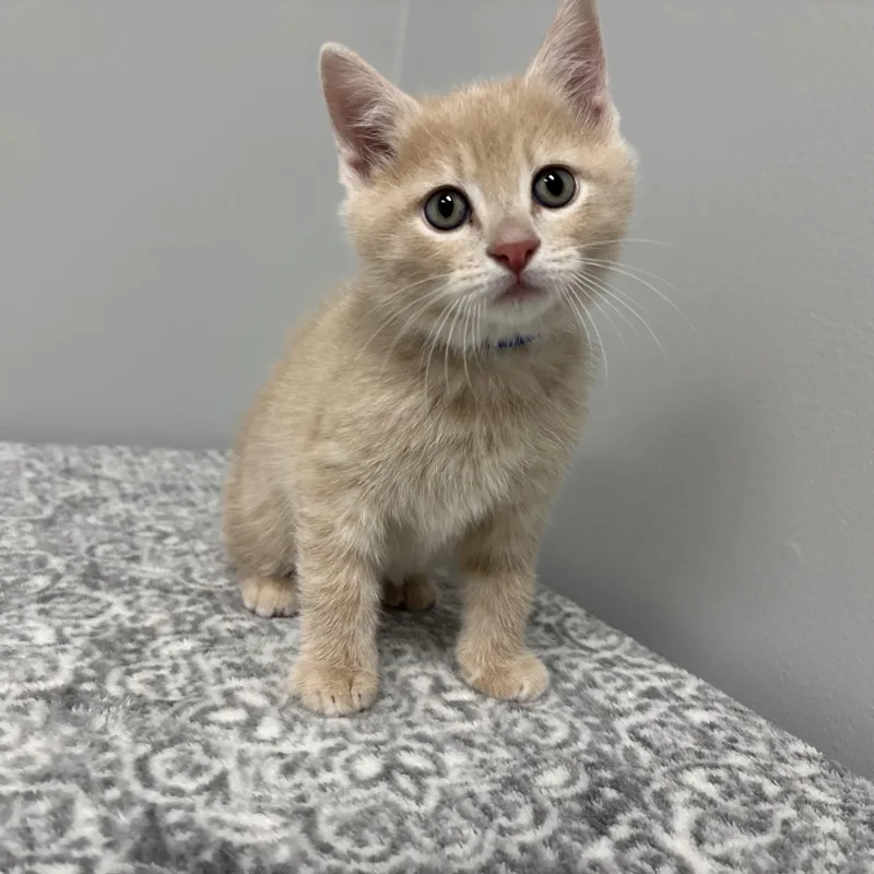 A baby medium-sized male Buff / Tan / Fawn Domestic Short Hair cat named Donald for adoption in Frankfort, IN