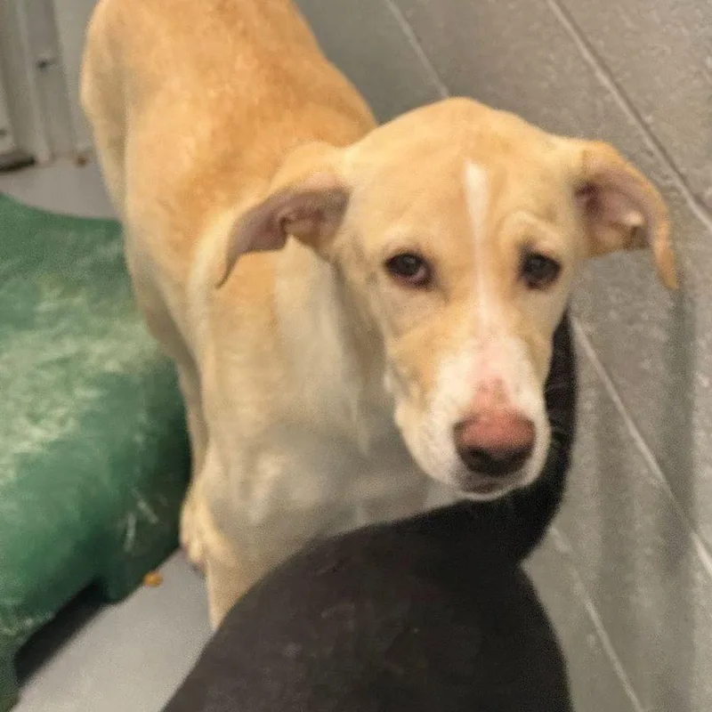 An adult medium-sized female White / Cream Shepherd dog named Anna for adoption in Kingman, AZ