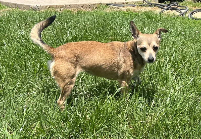 An adult small-sized female Chihuahua dog named Millie for adoption in Rogersville, TN
