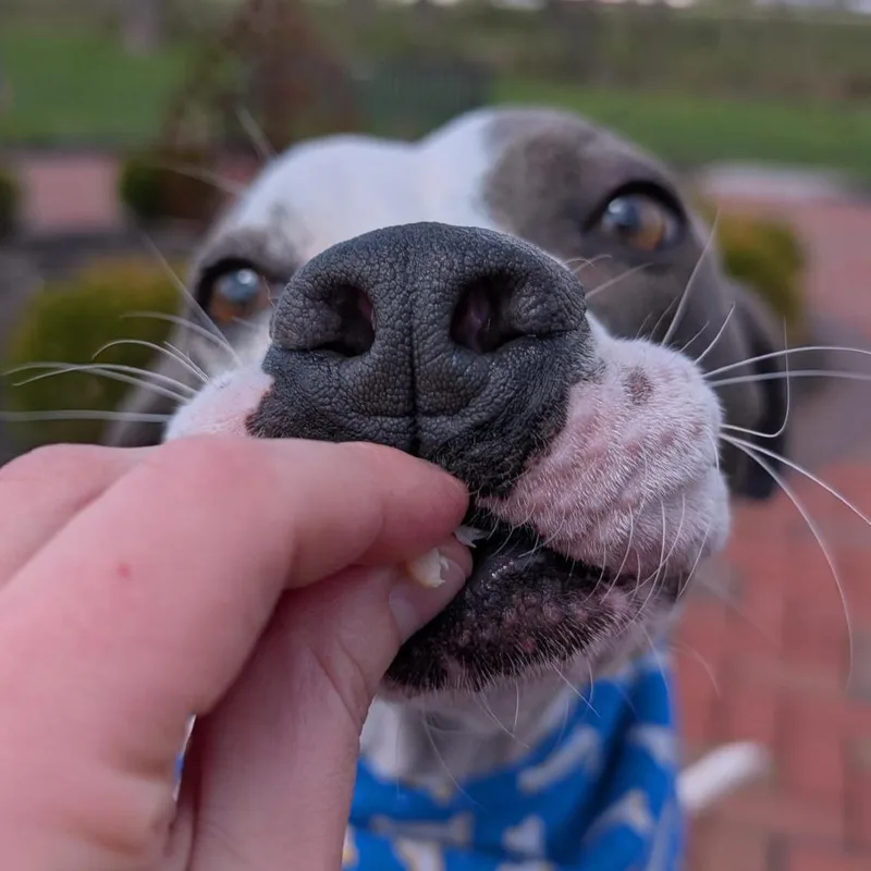 An adult medium-sized male White / Cream Mixed Breed dog named Pete for adoption in Washington Township, OH