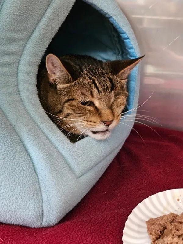 An adult medium-sized male Domestic Short Hair cat named Frodo for adoption in Kingston, NY