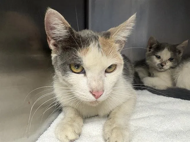A young large-sized female Domestic Short Hair cat named Cassidy for adoption in Santa Cruz, CA