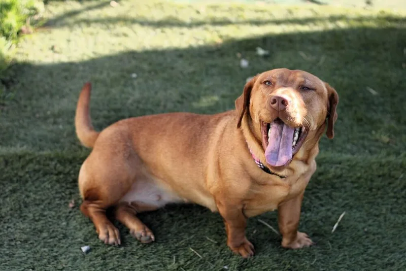 An adult medium-sized female Beagle dog named Sweet Honey for adoption in Evansville, IN