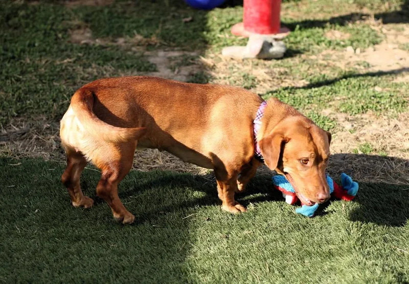 Sweet Honey thumbnail 2