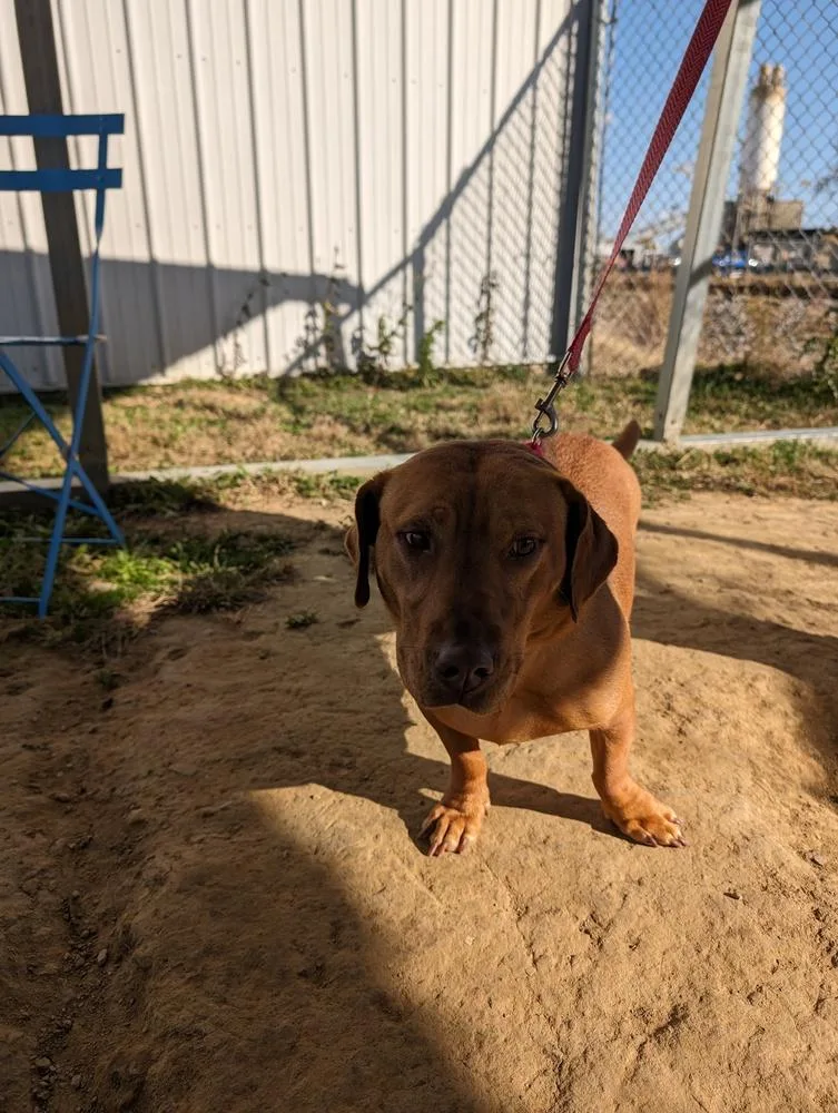 Sweet Honey thumbnail 3