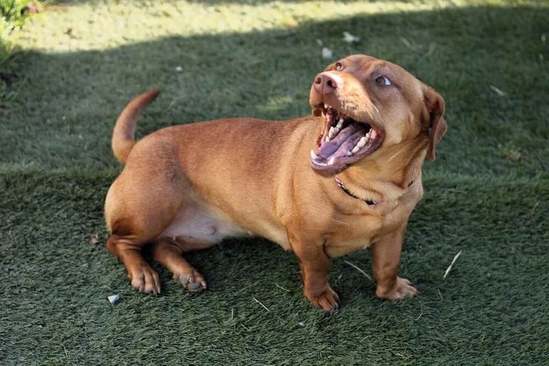 Sweet Honey thumbnail 4