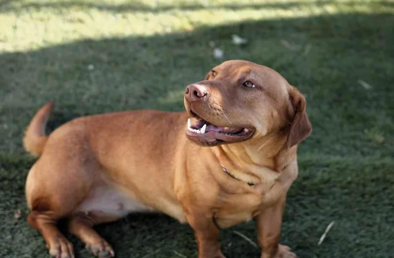 Sweet Honey thumbnail 5