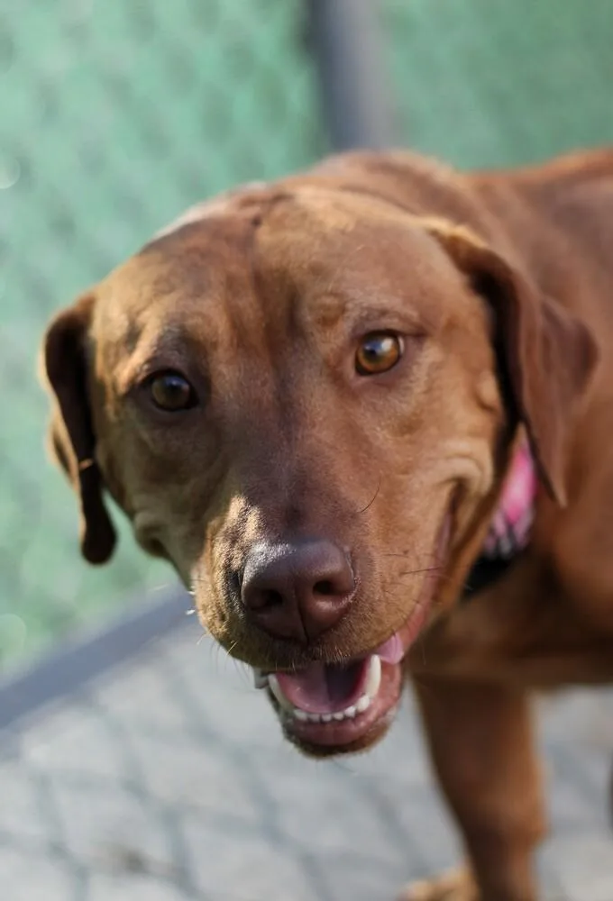 Sweet Honey thumbnail 6