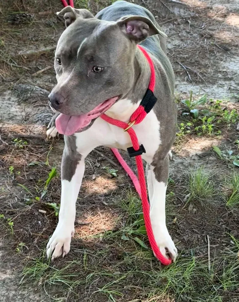 Bandi