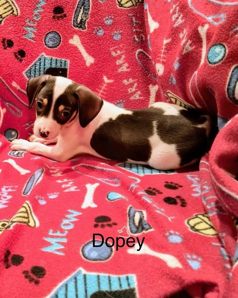 Dopey
