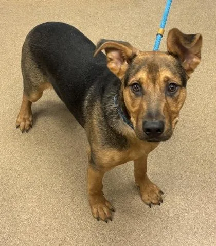 A young medium-sized male Mixed Breed dog named Crawford for adoption in Chamblee, GA