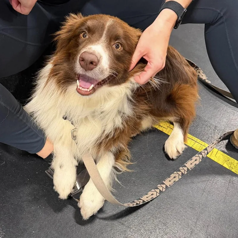 An adult medium-sized male Australian Shepherd dog named Hamilton for adoption in Alexandria, VA