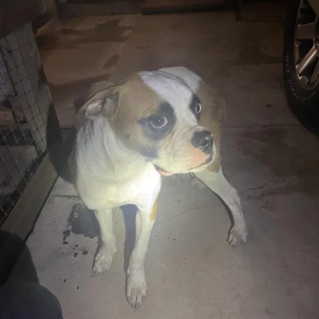 An adult medium-sized female Boxer dog named Lexi for adoption in San Antonio, TX