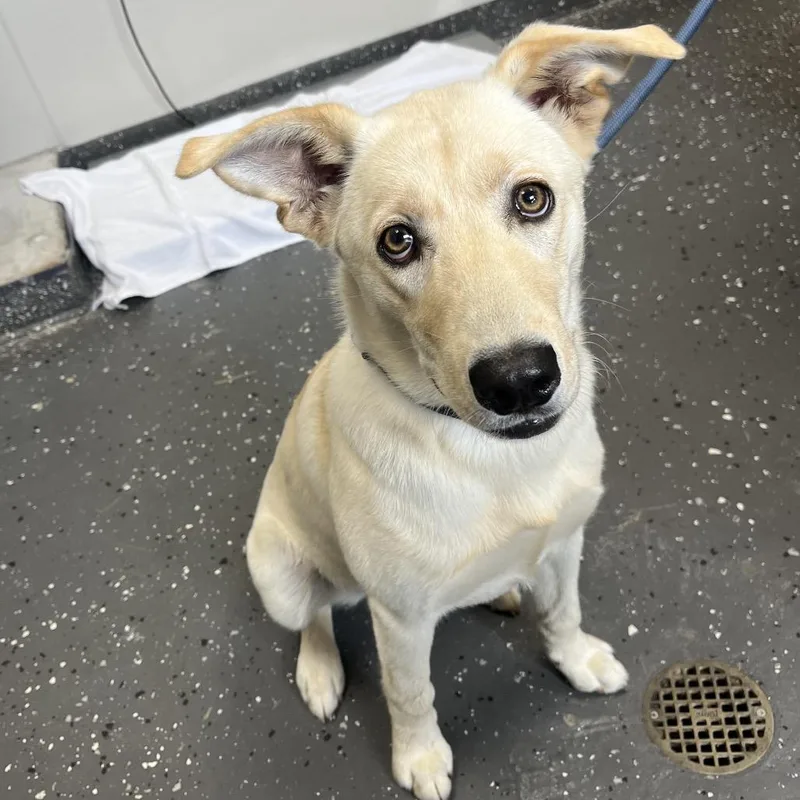 A young medium-sized female Yellow / Tan / Blond / Fawn Mixed Breed dog named Zoey for adoption in Columbiana, AL
