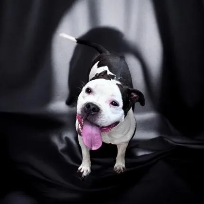 An adult medium-sized female American Staffordshire Terrier dog named Piper for adoption in Cumberland, MD