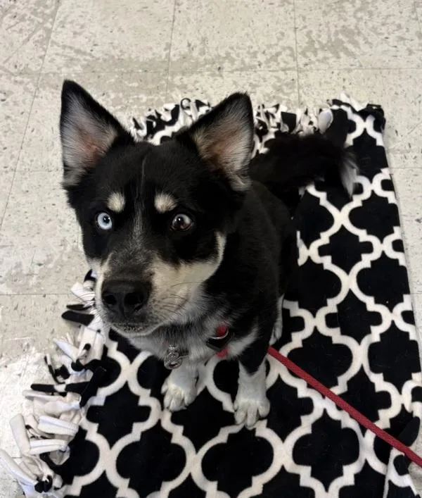 A young small-sized male Siberian Husky dog named Borealis for adoption in Salt Lake City, UT