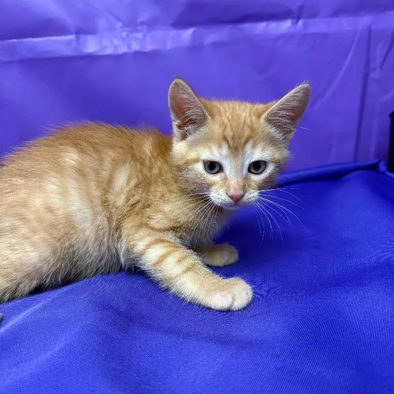 A baby small-sized female Orange / Red Domestic Short Hair cat named Empanada for adoption in North Myrtle Beach, SC