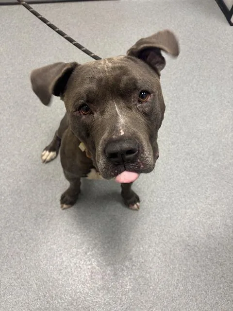 An adult large-sized male American Staffordshire Terrier dog named Bowler for adoption in Indianapolis, IN
