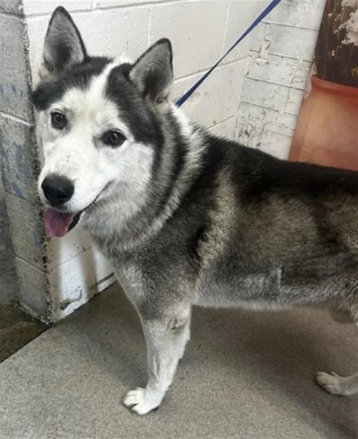 A young large-sized male Siberian Husky dog named Ross for adoption in San Bernardino, CA