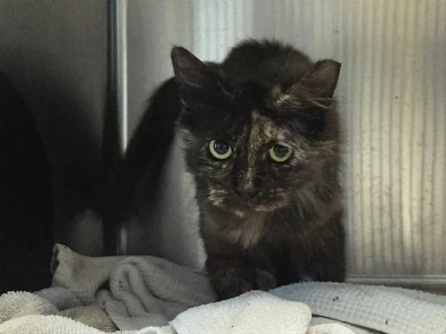 An adult medium-sized female Domestic Short Hair cat named A for adoption in Martinez, CA