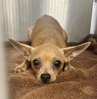 A baby medium-sized male Chihuahua dog named Peter Pan for adoption in Thompson Falls, MT