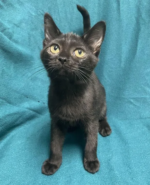 A baby small-sized female Domestic Short Hair cat named Wednesday for adoption in Jackson, MI