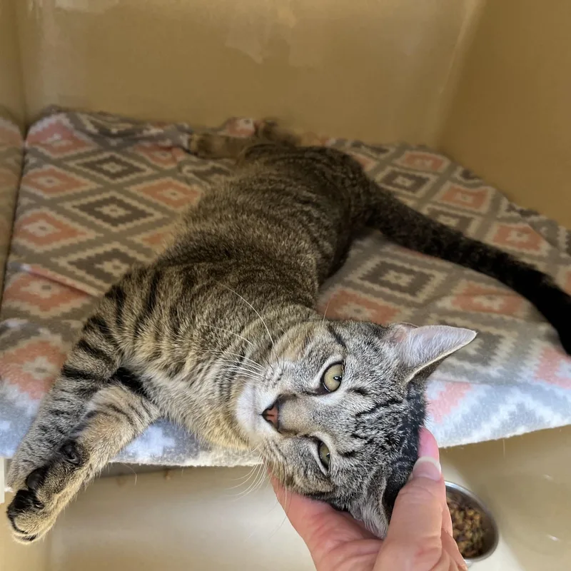 A baby medium-sized male Tabby (Brown / Chocolate) Tabby cat named Sorrel for adoption in Clarksville, VA